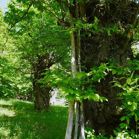 Дом отдыха Casa Castagno E Ruscello - Nature Retreat In Liguria Pieve di Teco