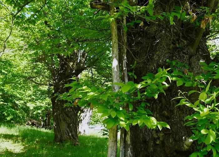 Σπίτι διακοπών Casa Castagno E Ruscello - Nature Retreat In Liguria Pieve di Teco